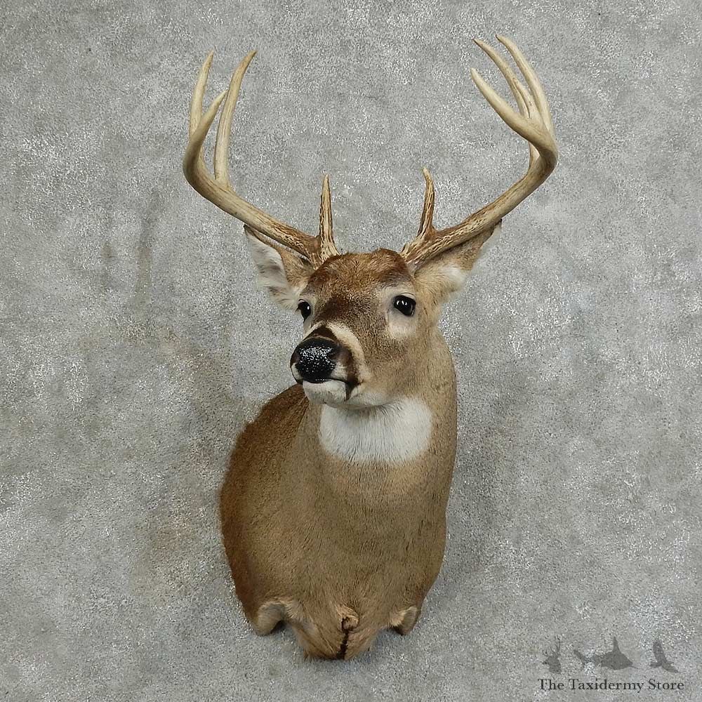 Whitetail Deer Shoulder Mount For Sale #16080 @ The Taxidermy Store