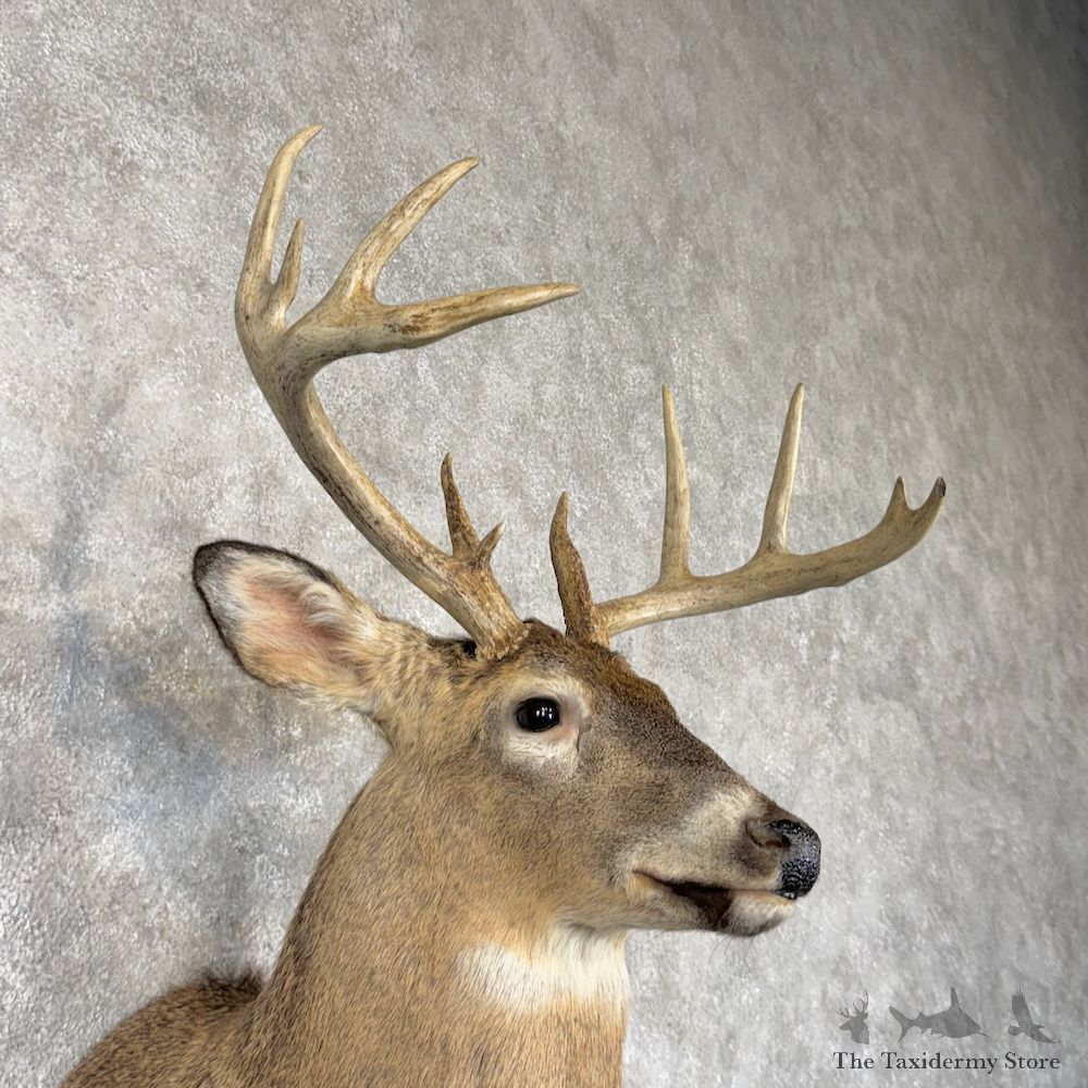 Whitetail Deer Shoulder Mount For Sale #30246 @ The Taxidermy Store