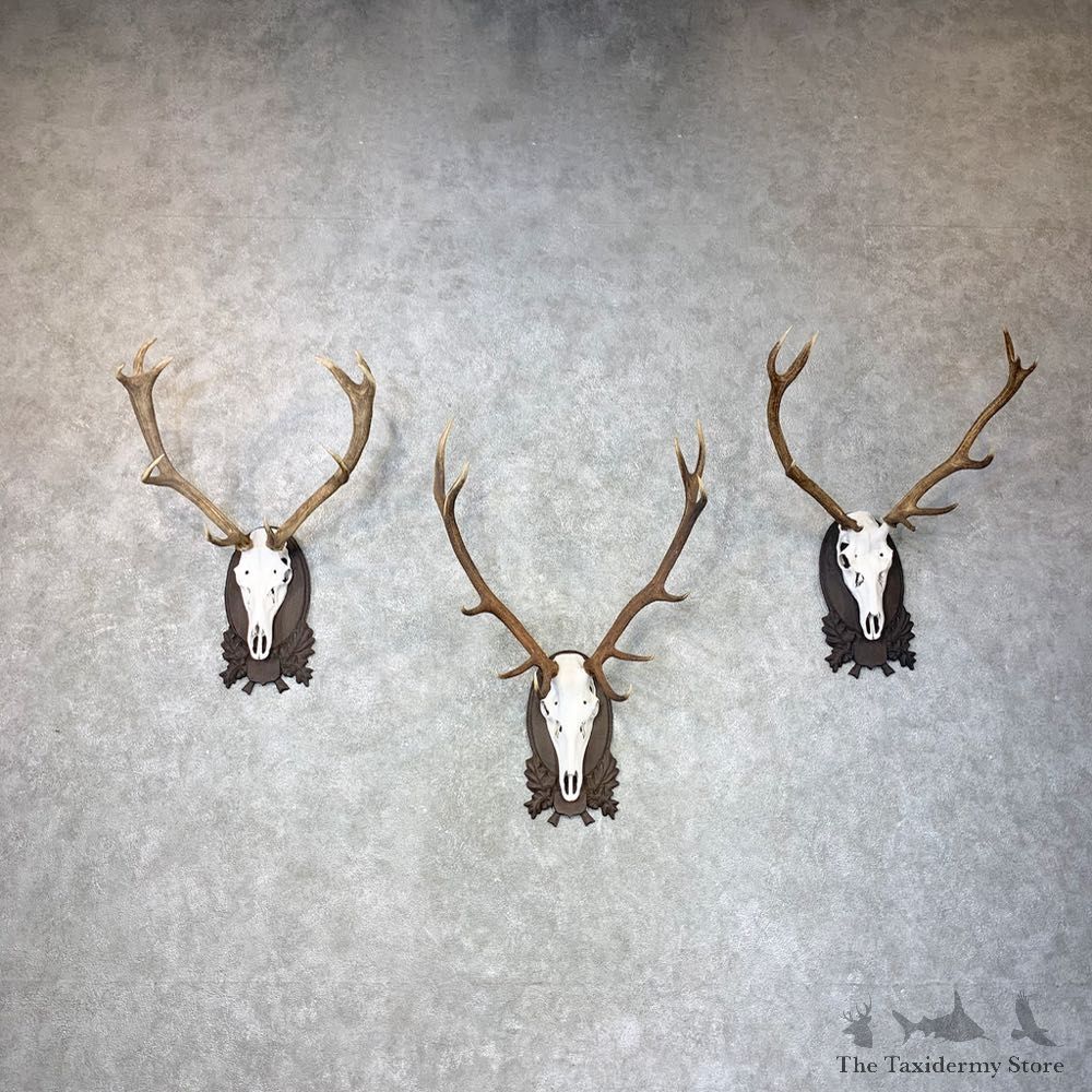 European Red Stag Skull Display For Sale #24019 @ The Taxidermy Store