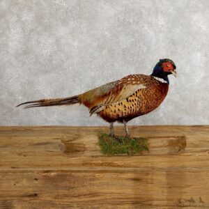 Ringneck Pheasant Bird Mount For Sale #19752 @ The Taxidermy Store