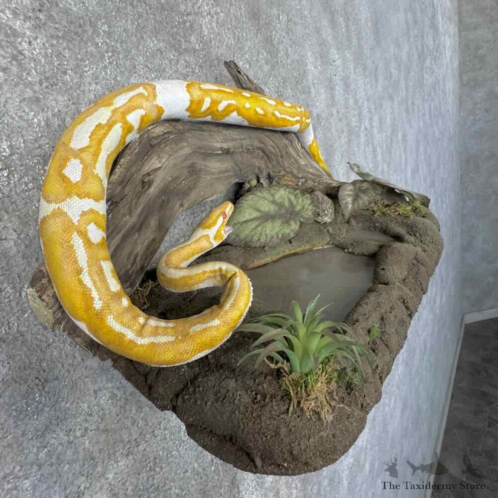Albino Ball Python Life-Size Snake Mount For Sale #31309 @ The Taxidermy Store