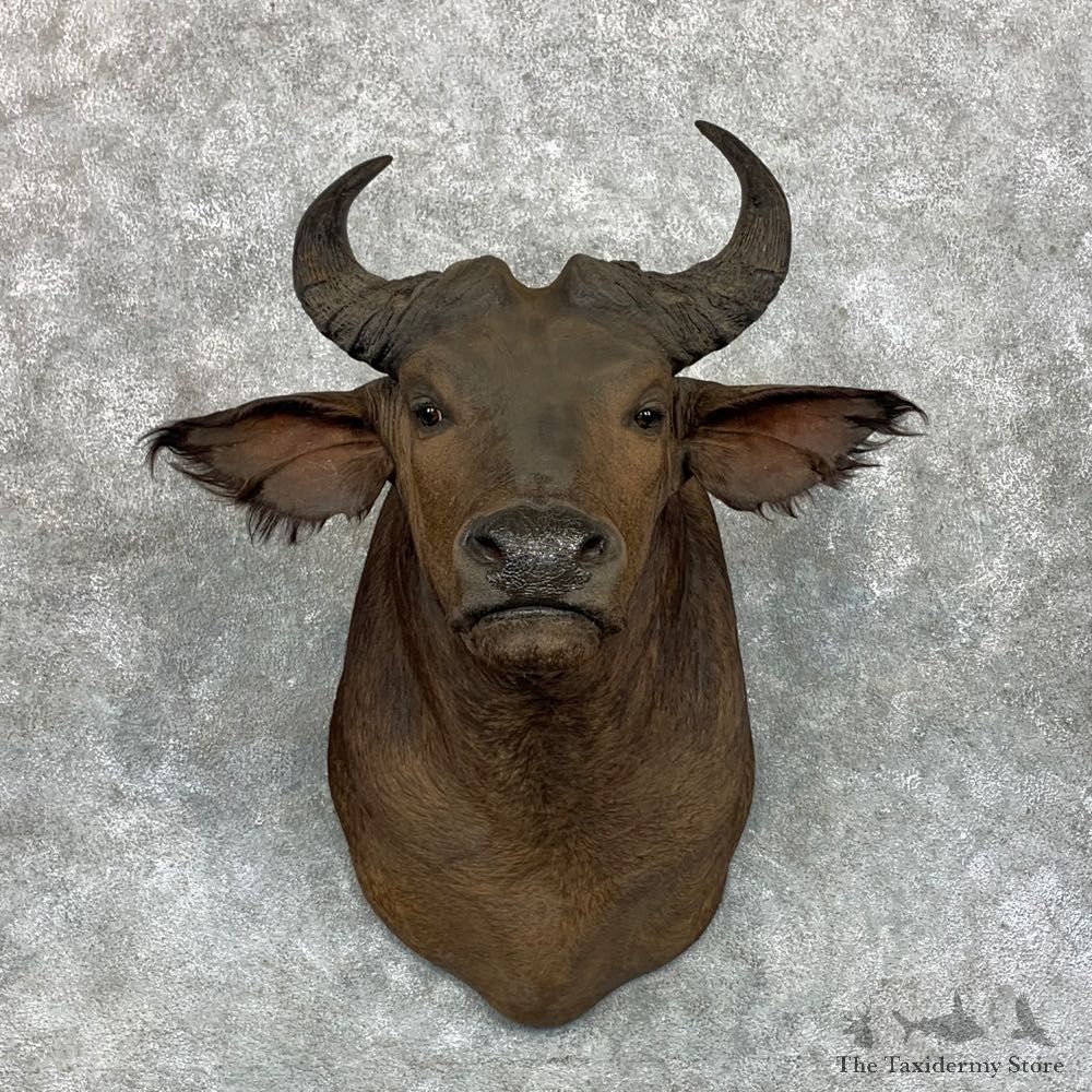 African Forest Buffalo Shoulder Taxidermy Mount For Sale #23486 @ The Taxidermy Store