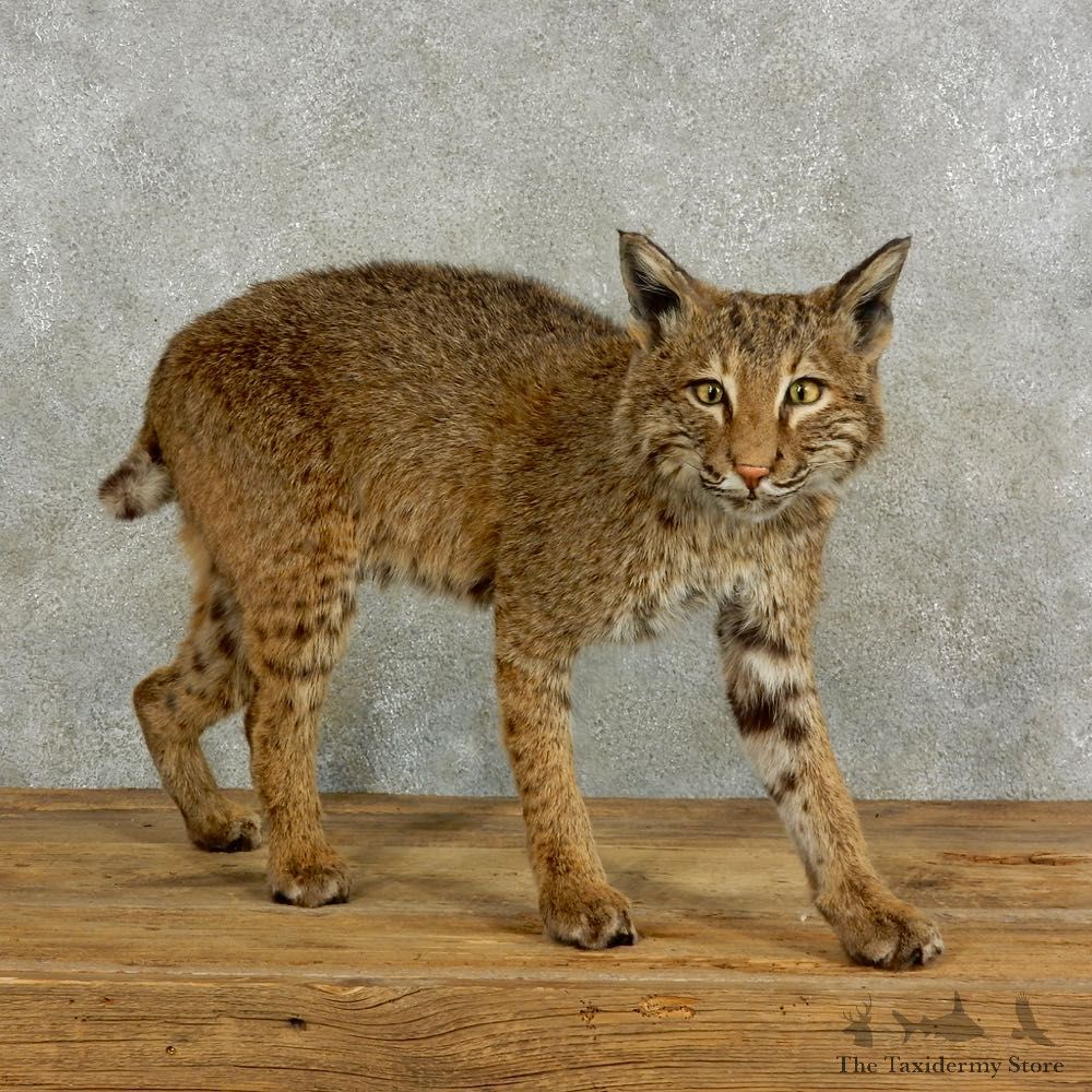 Bobcat Life-Size Mount For Sale #17047 @ The Taxidermy Store