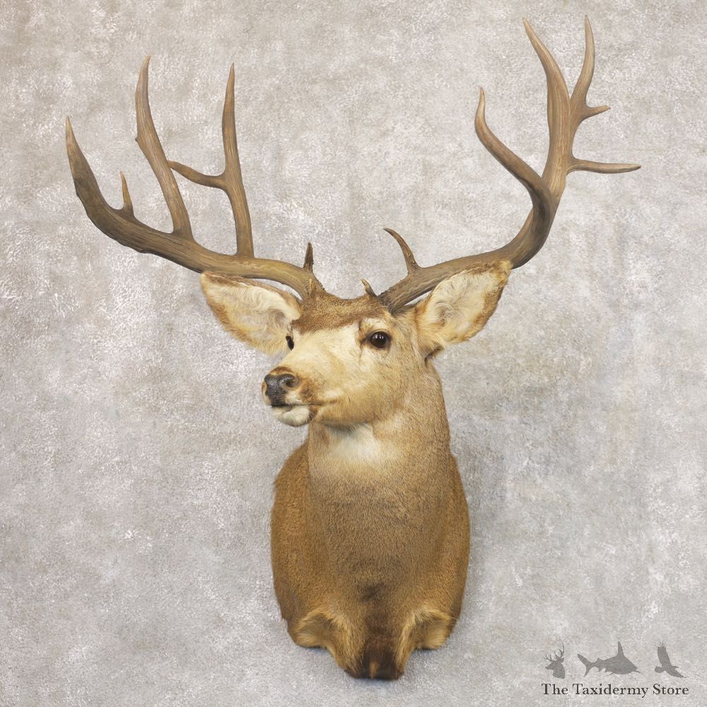 Mule Deer Shoulder Mount For Sale #22182 @ The Taxidermy Store