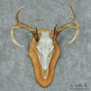 Whitetail Deer Skull & Antlers Taxidermy Mount #13430 For Sale @ The Taxidermy Store