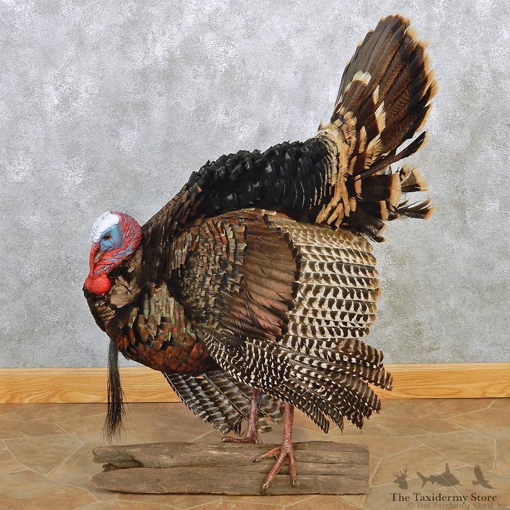 Wild Turkey Standing Life Size Taxidermy Mount #12646 For Sale @ The Taxidermy Store
