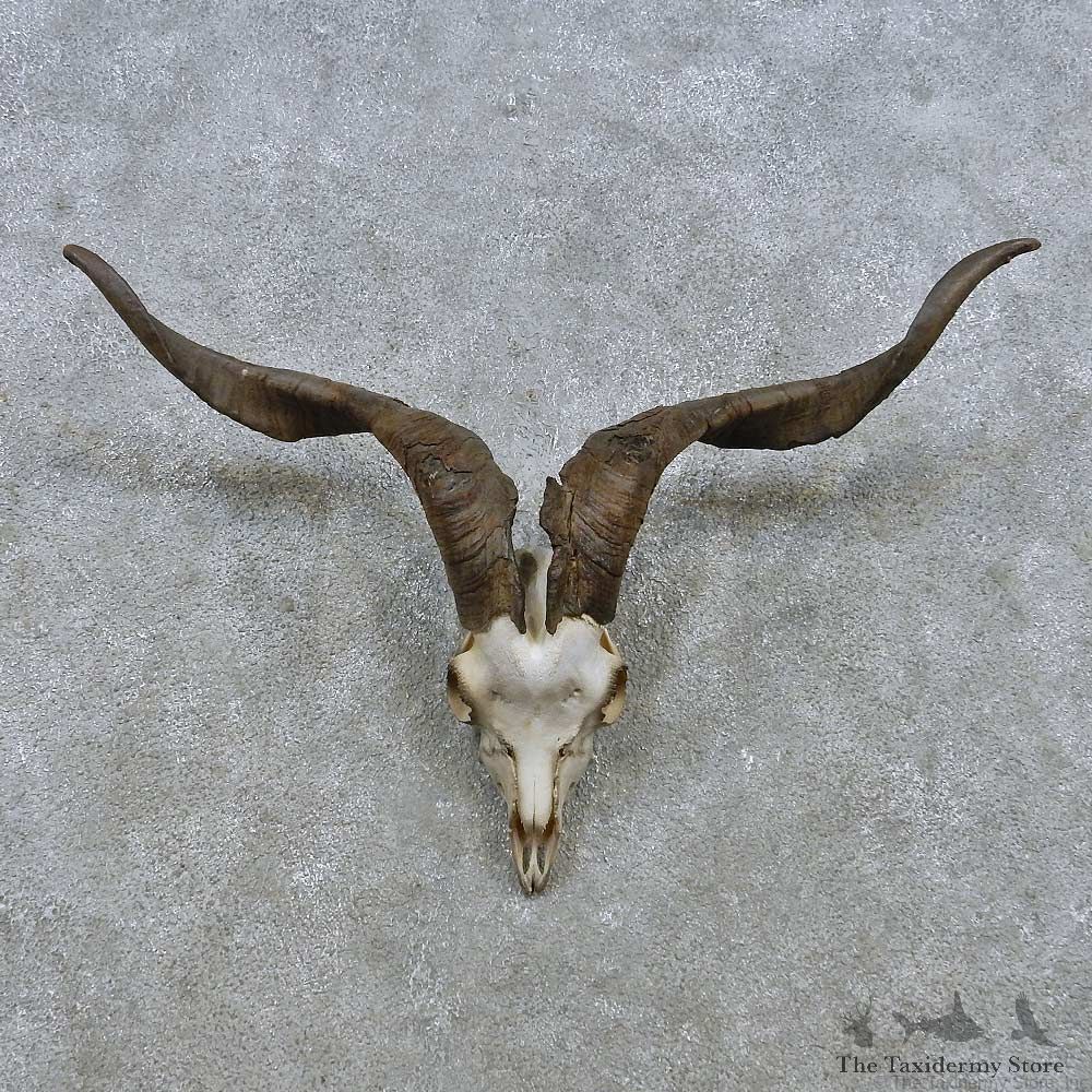 Catalina Goat Skull & Horn European Mount For Sale #15156 @ The Taxidermy Store