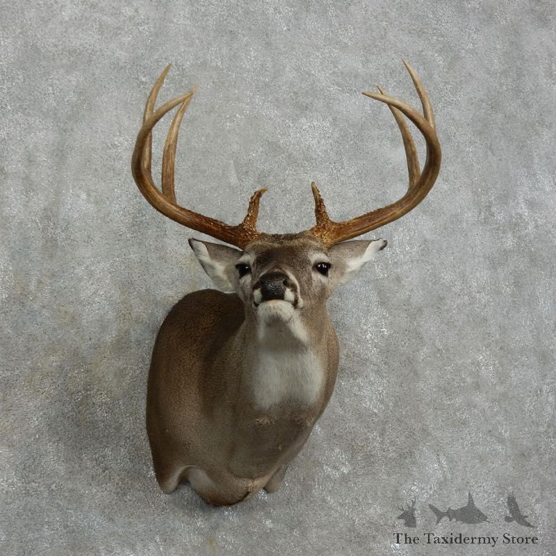 Whitetail Deer Shoulder Mount For Sale #17514 @ The Taxidermy Store