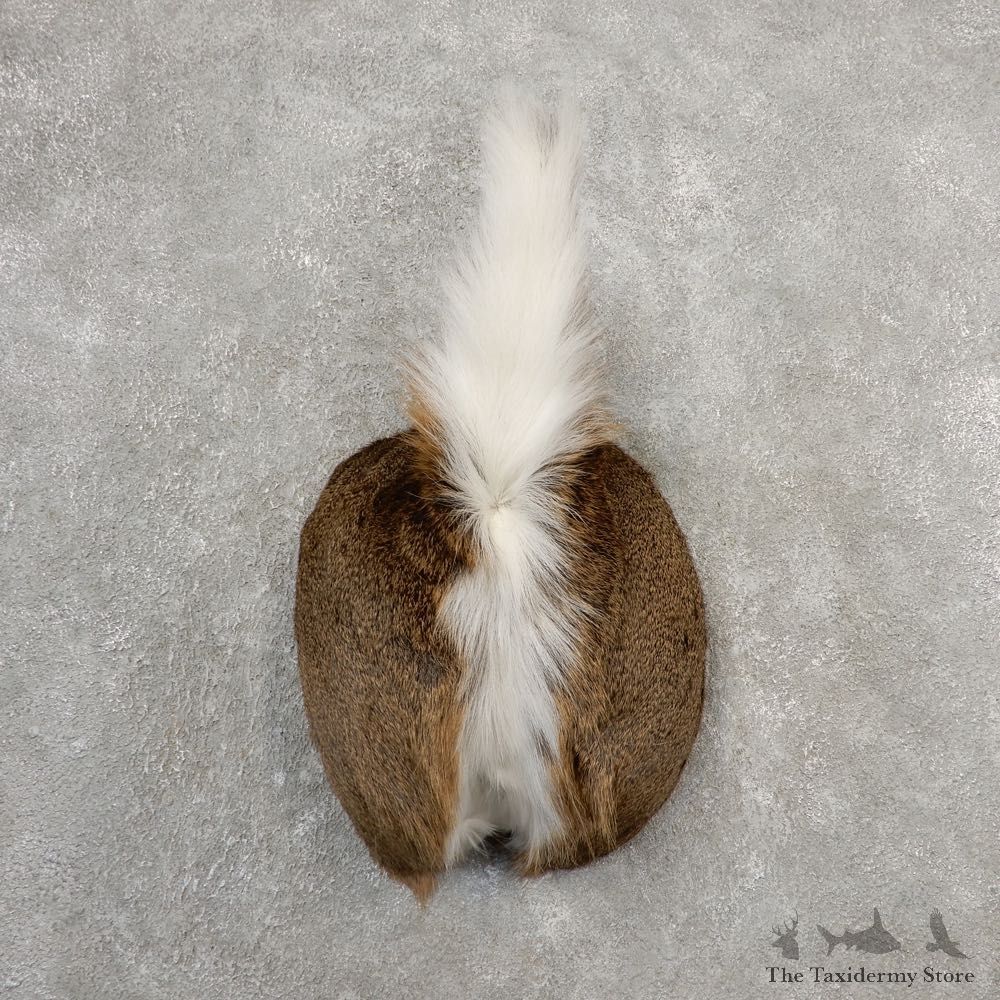 Whitetail Deer Rump Mount For Sale #21133 @ The Taxidermy Store