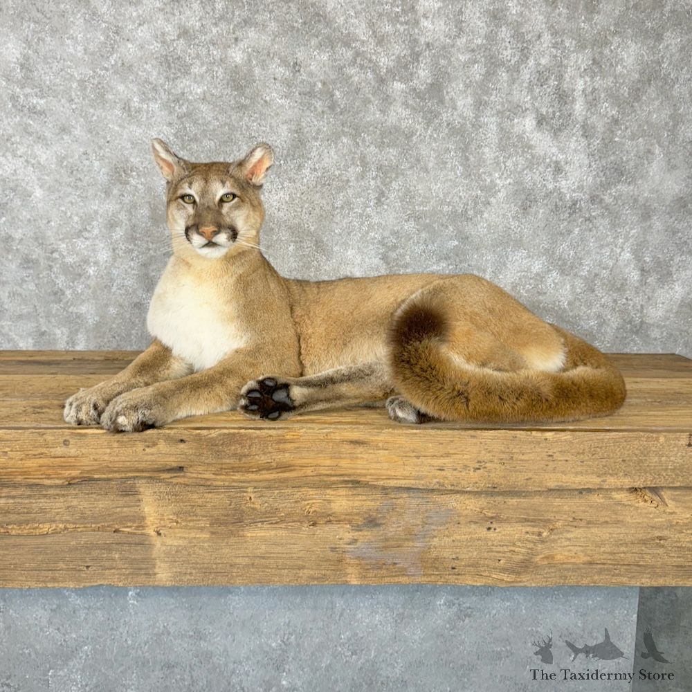 Mountain Lion Cougar Mount For Sale #29654 @ The Taxidermy Store