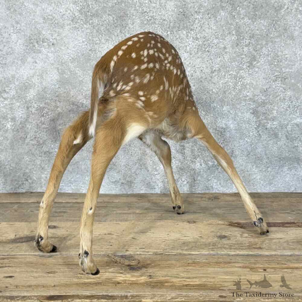 Whitetail Deer Fawn Life-Size Mount For Sale #30560 @ The Taxidermy Store
