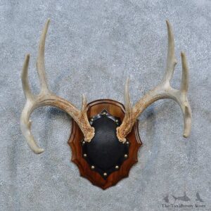 Whitetail Deer Antler Plaque Mount For Sale #15344 @ The Taxidermy Store