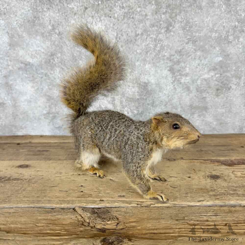 Fox Squirrel Life Size Mount For Sale #32272 @ The Taxidermy Store