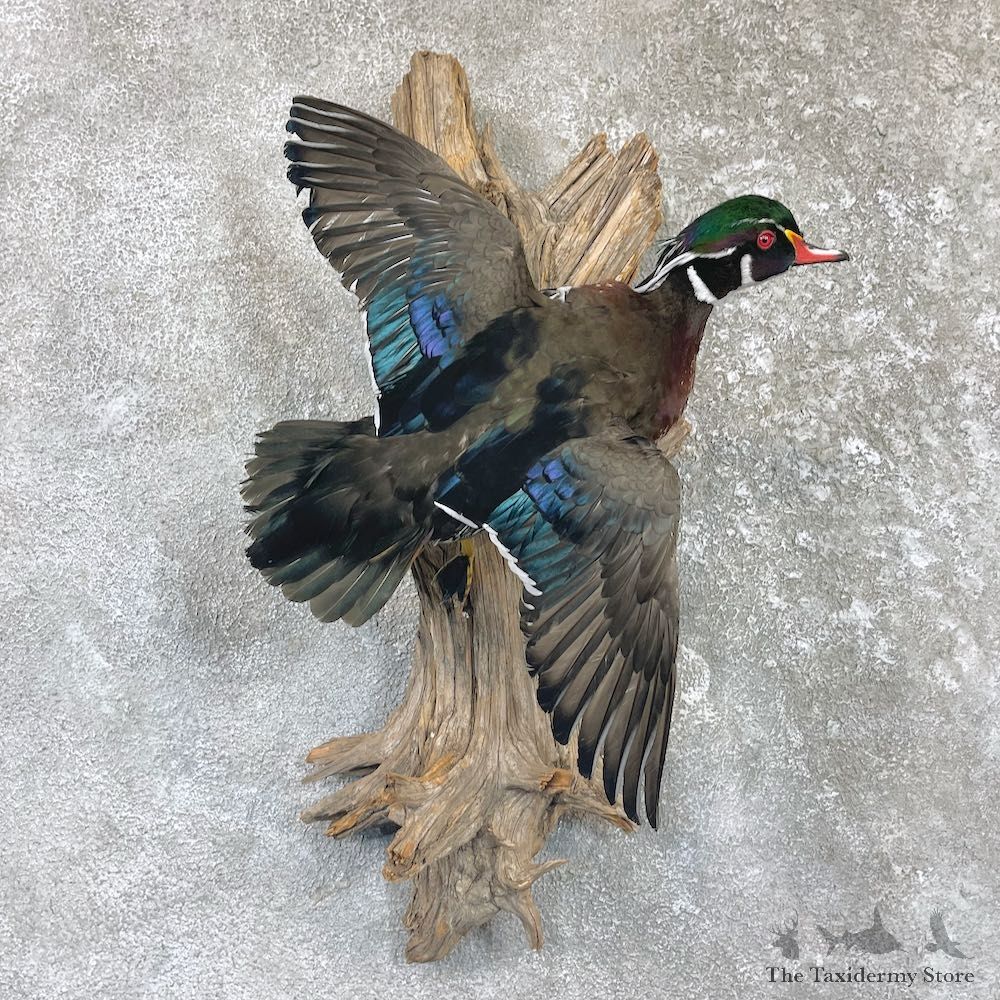 Wood Duck Drake Taxidermy Mount For Sale #26491 @ The Taxidermy Store