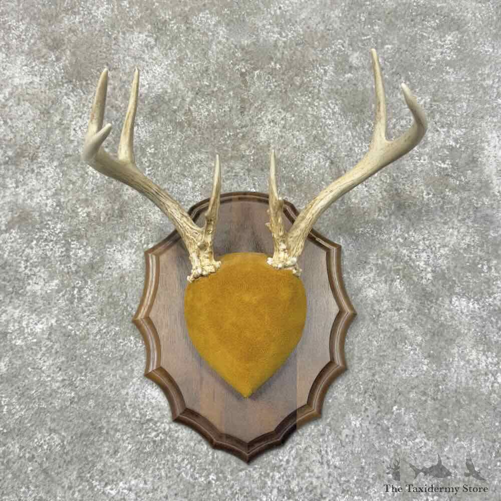Whitetail Deer Antler Plaque Mount For Sale #31311 @ The Taxidermy Store