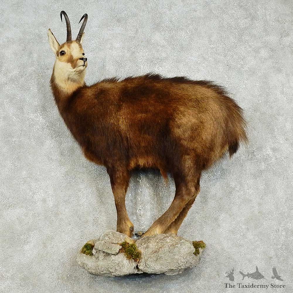 Chamois Life-Size Mount For Sale #15830 @ The Taxidermy Store