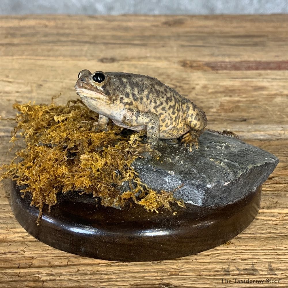 American Toad Taxidermy Mount For Sale #21381 @ The Taxidermy Store