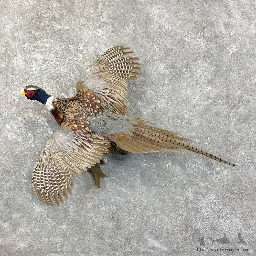 Ringneck Pheasant Bird Mount For Sale #27804 @ The Taxidermy Store