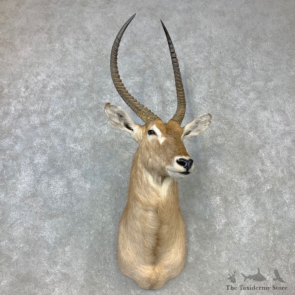 Common Waterbuck Shoulder Mount For Sale #23297 @ The Taxidermy Store