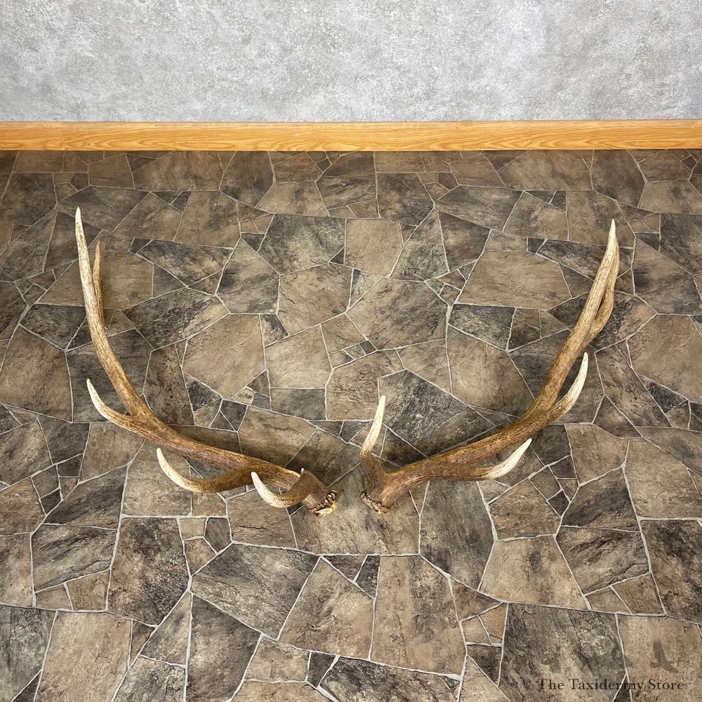 Elk Antler Craft Pack For Sale #25093 @ The Taxidermy Store