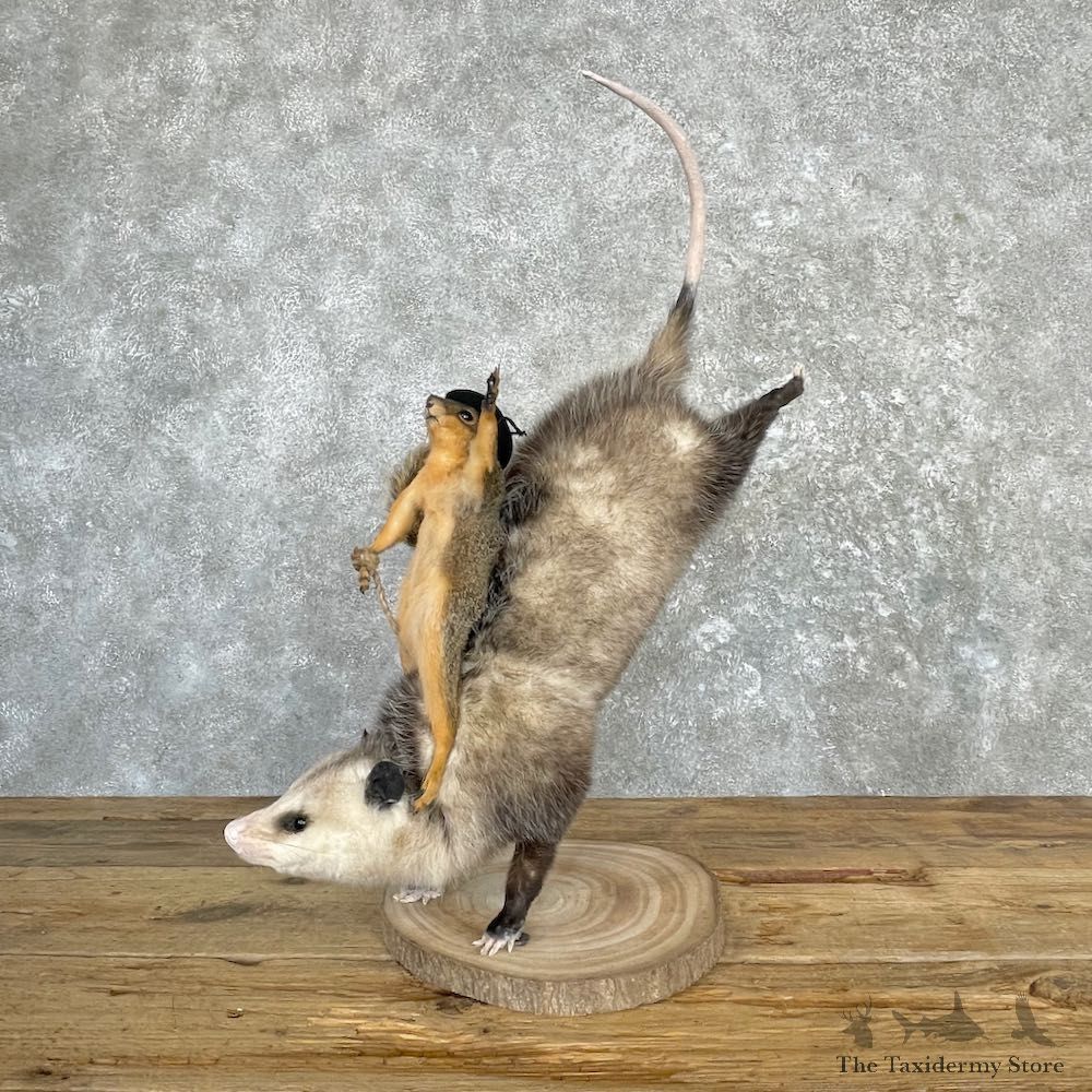 Fox Squirrel & Opossum Novelty Mount For Sale #27122 @ The Taxidermy Store