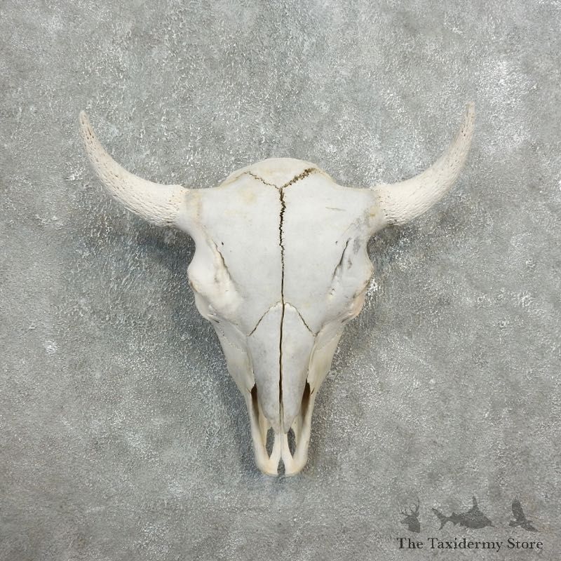 Buffalo Bison Skull Mount For Sale #17684 @ The Taxidermy Store