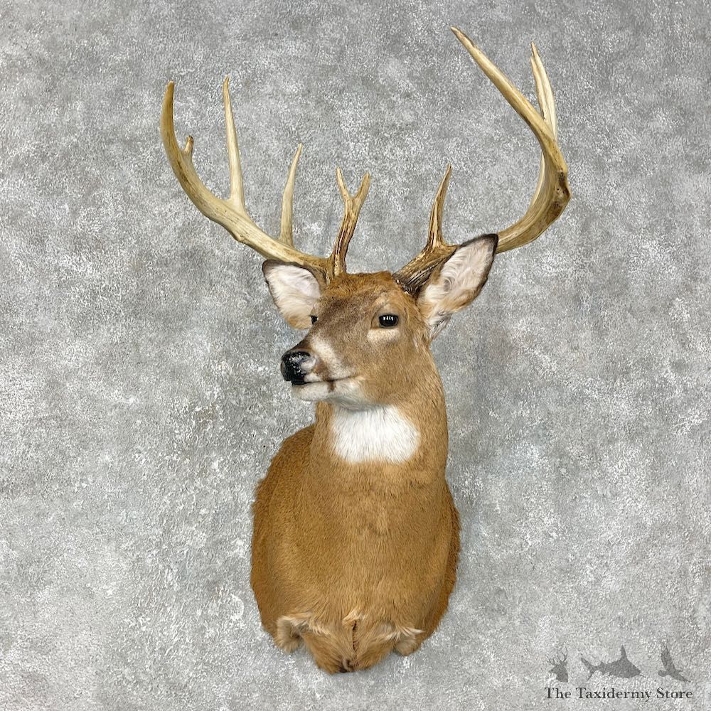 Whitetail Deer Shoulder Mount #25402 For Sale - The Taxidermy Store