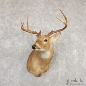 Whitetail Deer Shoulder Mount #20263 For Sale - The Taxidermy Store