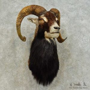 Mouflon Ram Shoulder Mount For Sale #16459 @ The Taxidermy Store