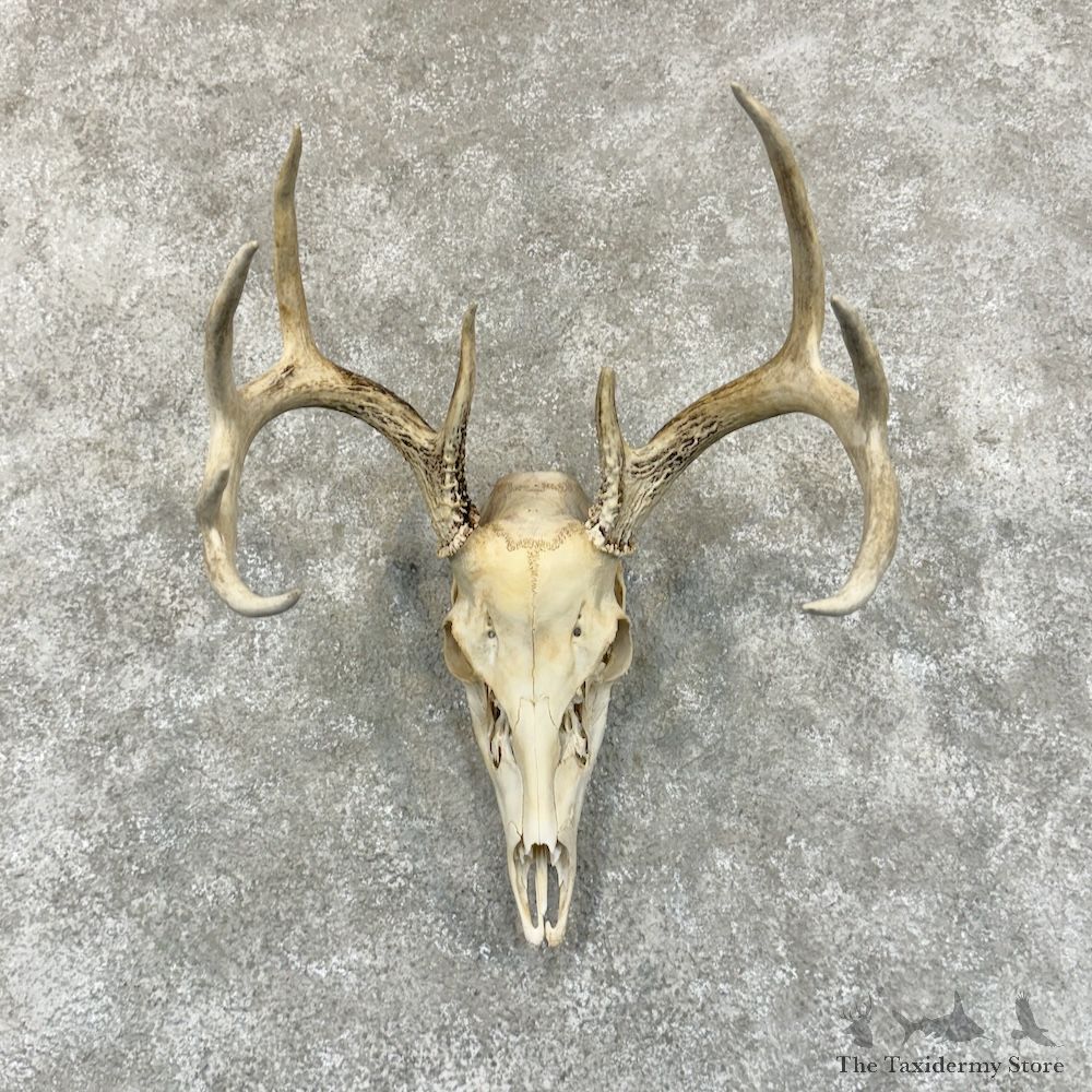 Whitetail Deer Skull European Mount For Sale #29228 @ The Taxidermy Store