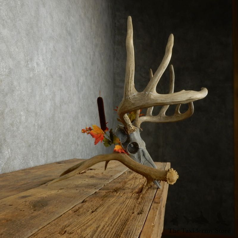 Whitetail Deer Skull European Mount For Sale #17392 @ The Taxidermy Store