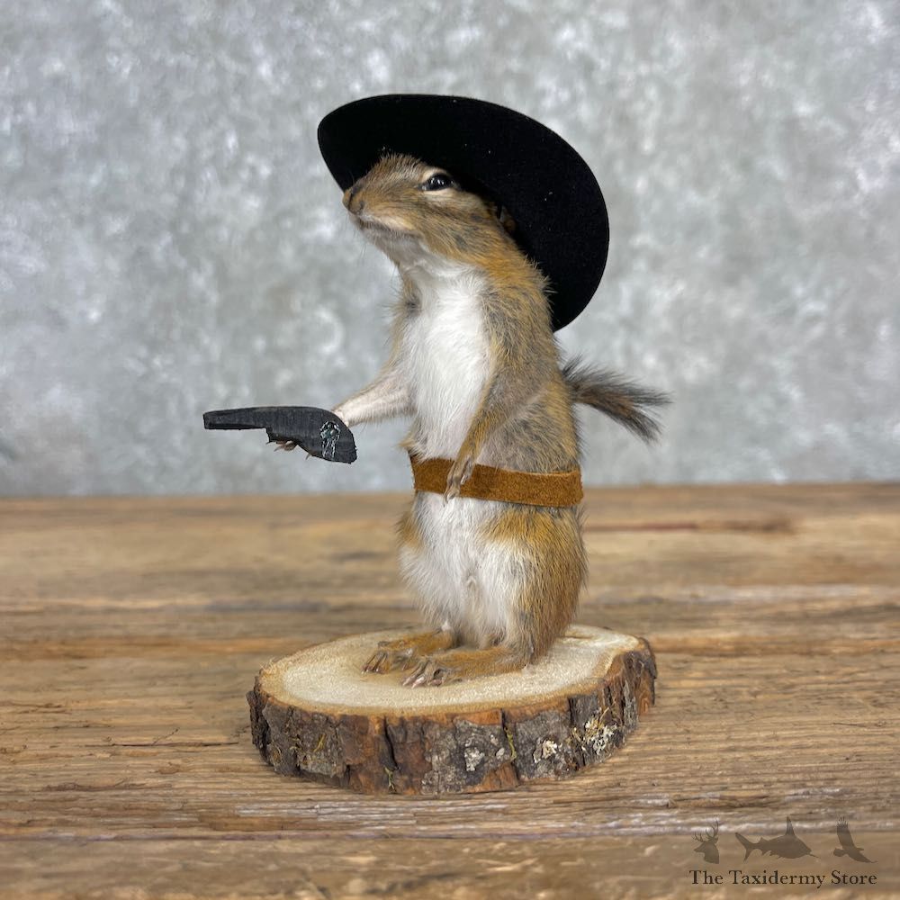 Cowboy Chipmunk Novelty Mount For Sale #26105 @ The Taxidermy Store