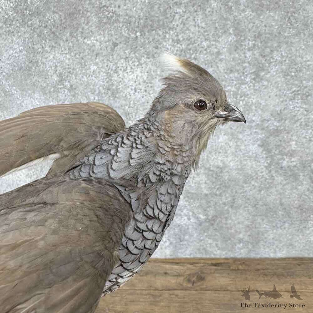 Scaled Quail Bird Mount For Sale #32037 @ The Taxidermy Store