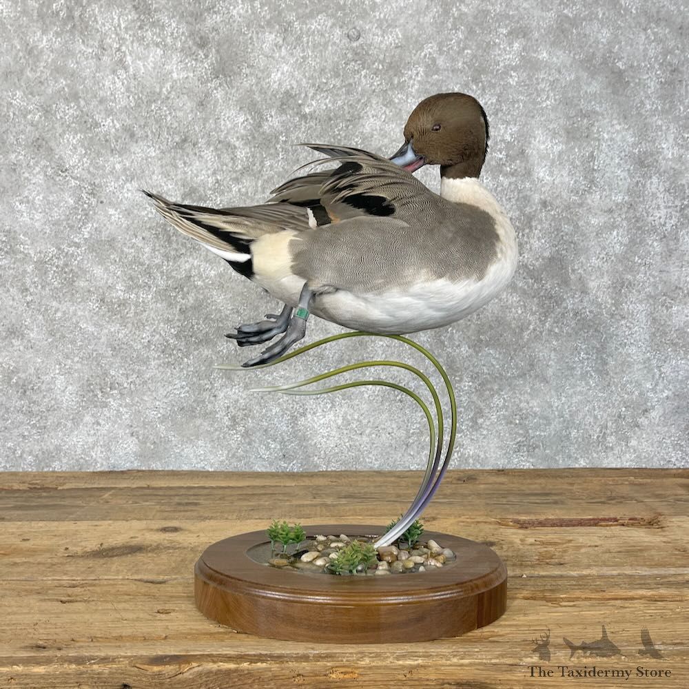 Pintail Duck Bird Mount For Sale #28400 @ The Taxidermy Store