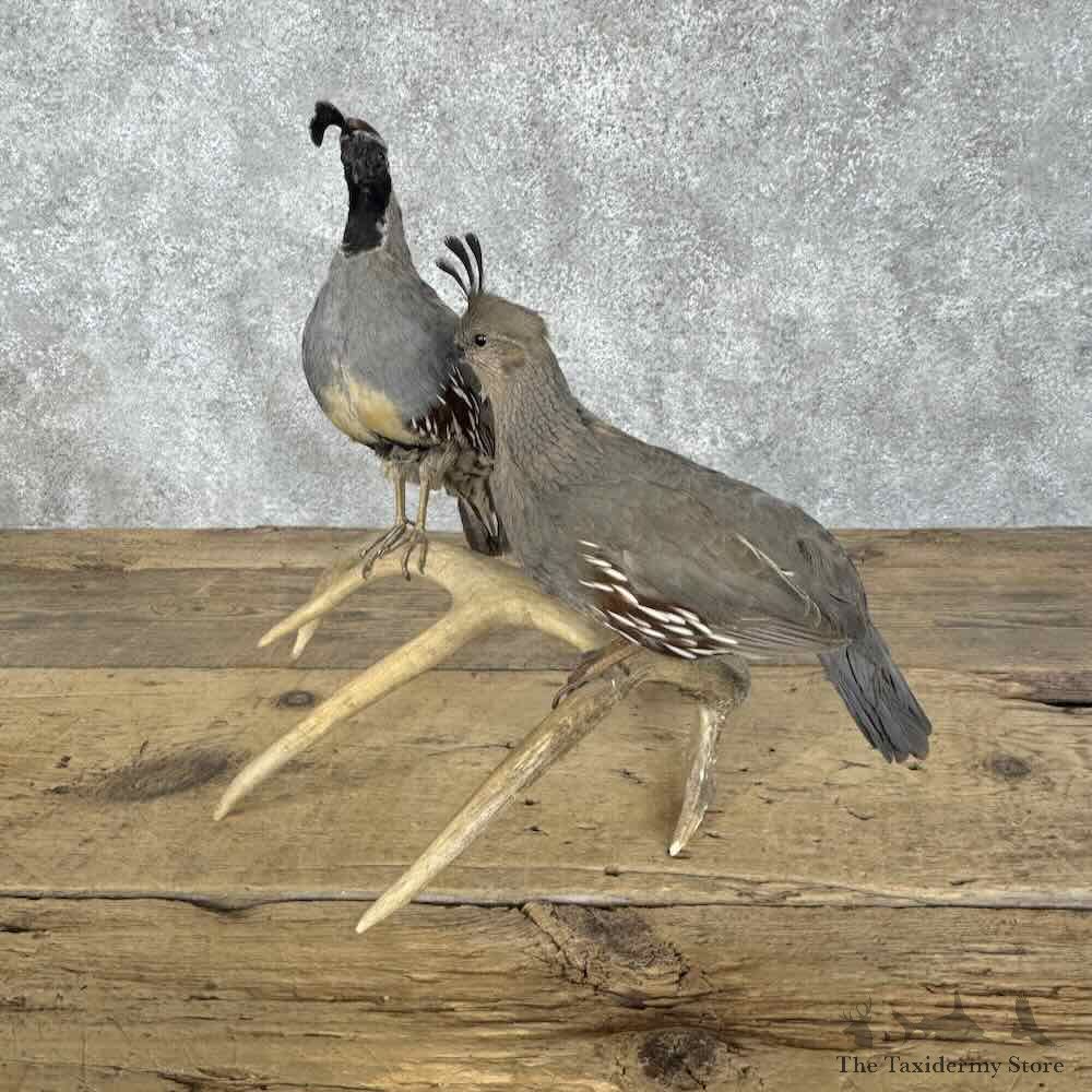 Gambels Quail Pair Bird Mount For Sale #30708 @ The Taxidermy Store