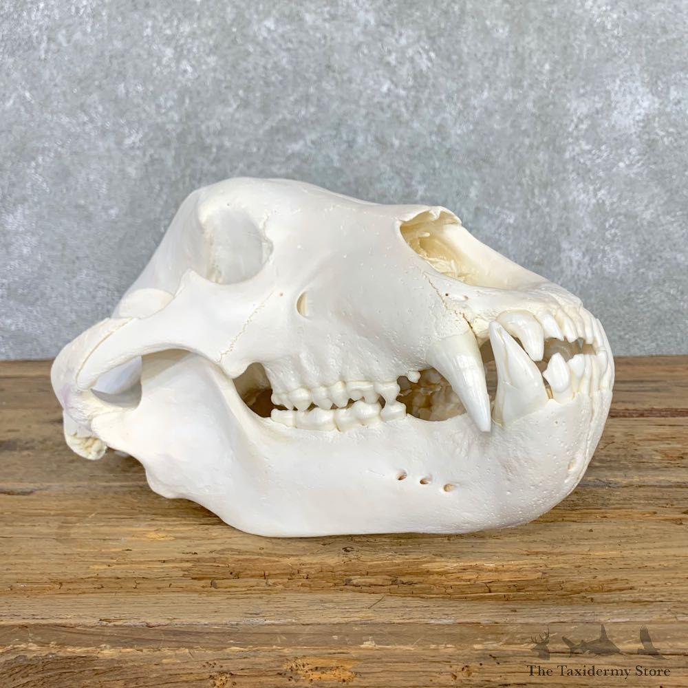 British Columbia Grizzly Bear Skull Mount For Sale #22550 @ The Taxidermy Store