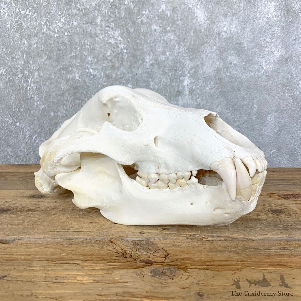 Alaskan Brown Bear Full Skull Mount For Sale #23906 @ The Taxidermy Store