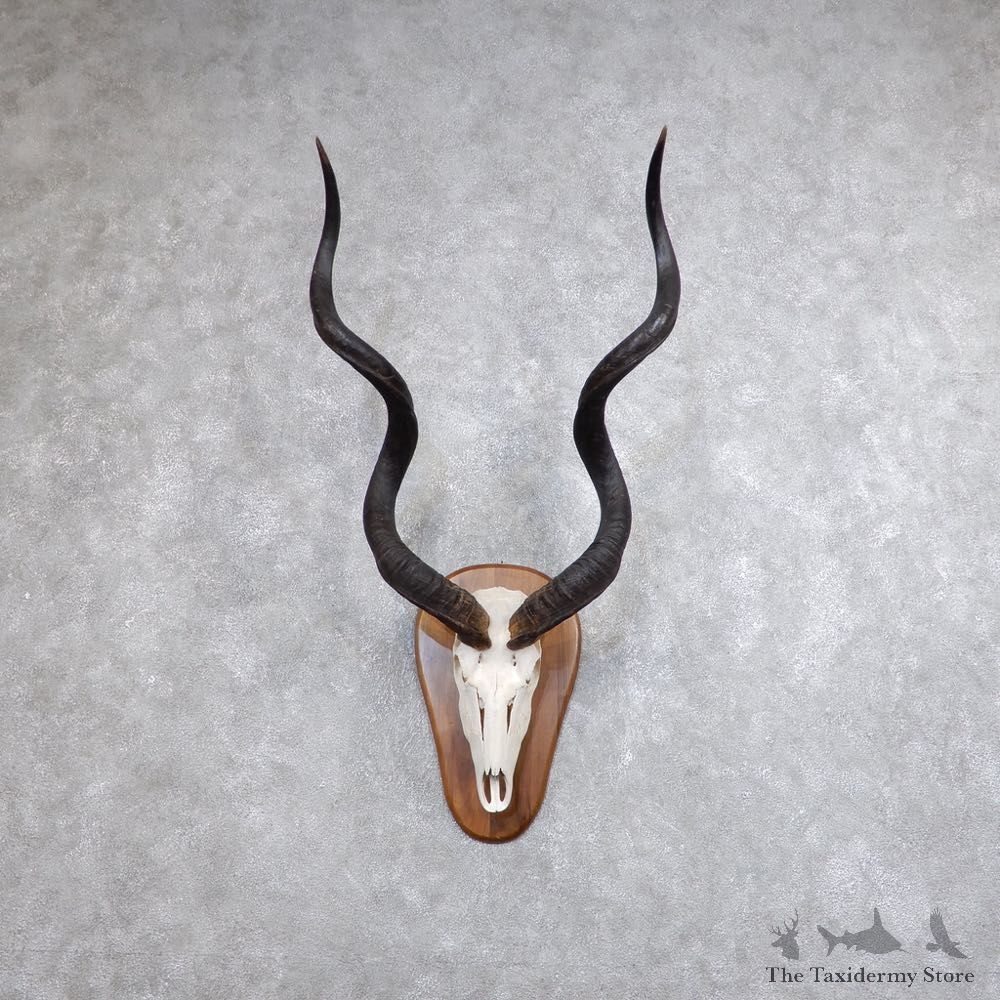 Greater Kudu Skull European Mount For Sale #18623 @ The Taxidermy Store