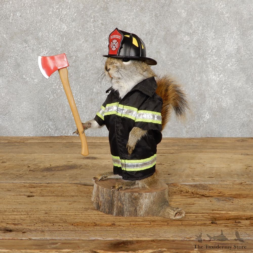 Firefighter Squirrel Novelty Mount For Sale #18900 @ The Taxidermy Store
