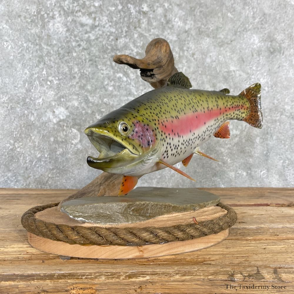 Rainbow Trout Fish Mount For Sale #27192 @ The Taxidermy Store