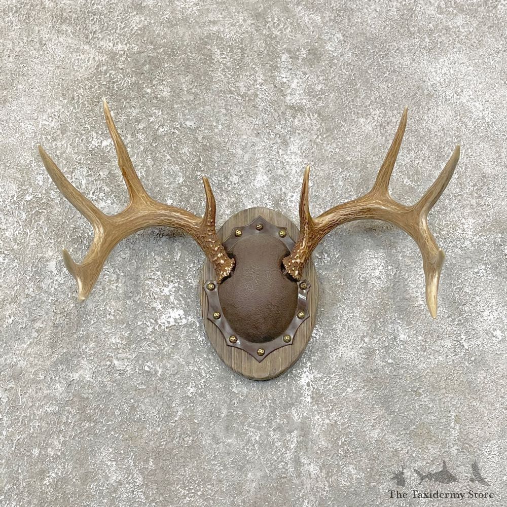 Whitetail Deer Antler Plaque Mount For Sale #24813 @ The Taxidermy Store