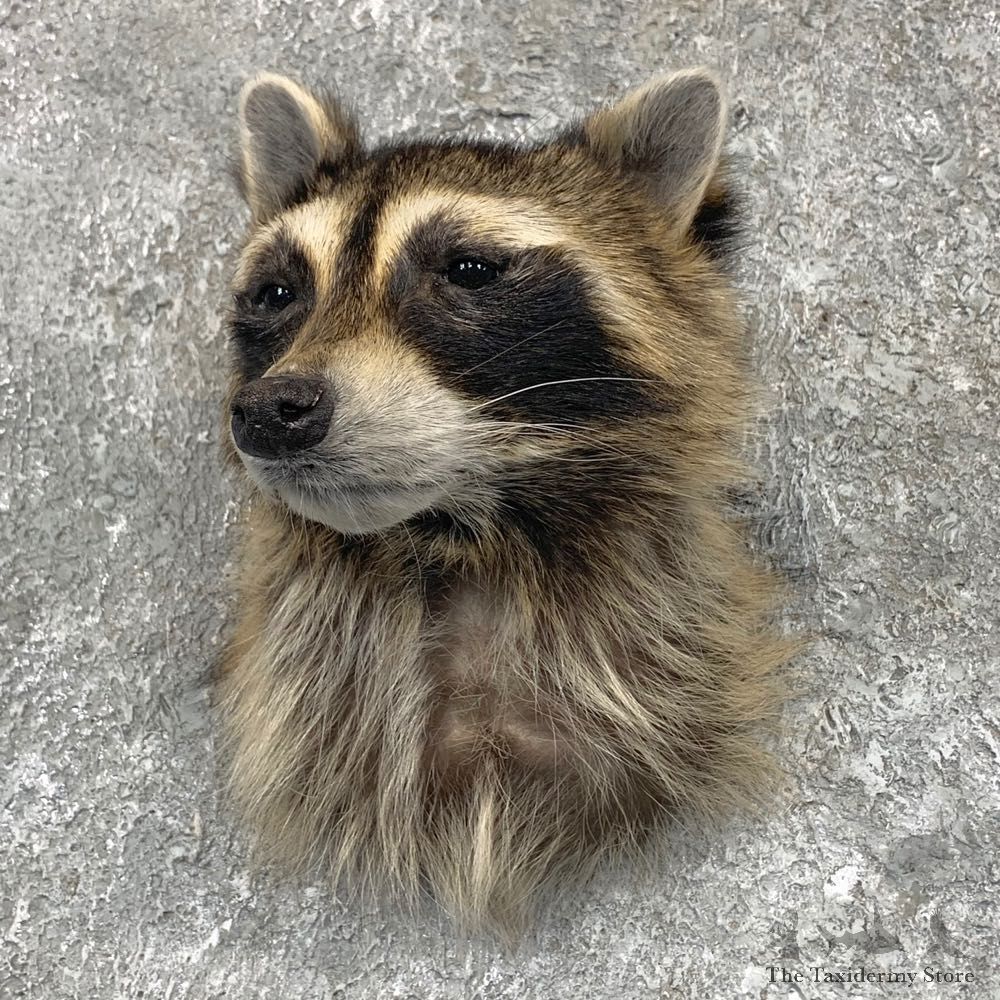 Raccoon Shoulder Mount For Sale #22675 @ The Taxidermy Store