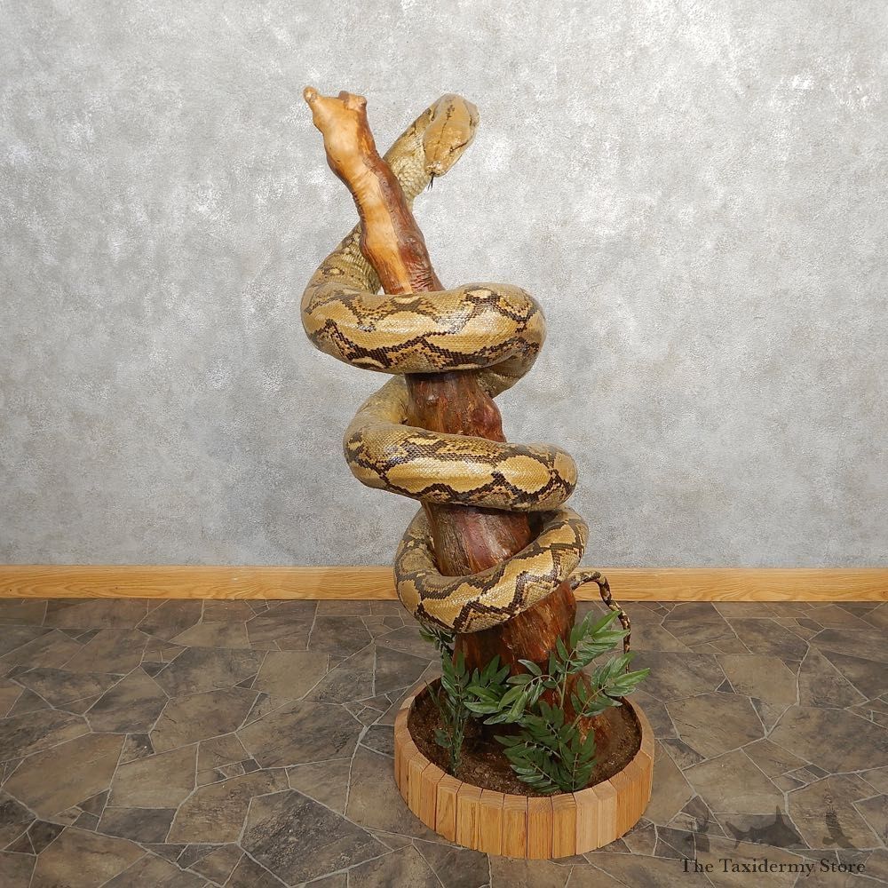 Reticulated Python Snake Mount For Sale #21144 @ The Taxidermy Store