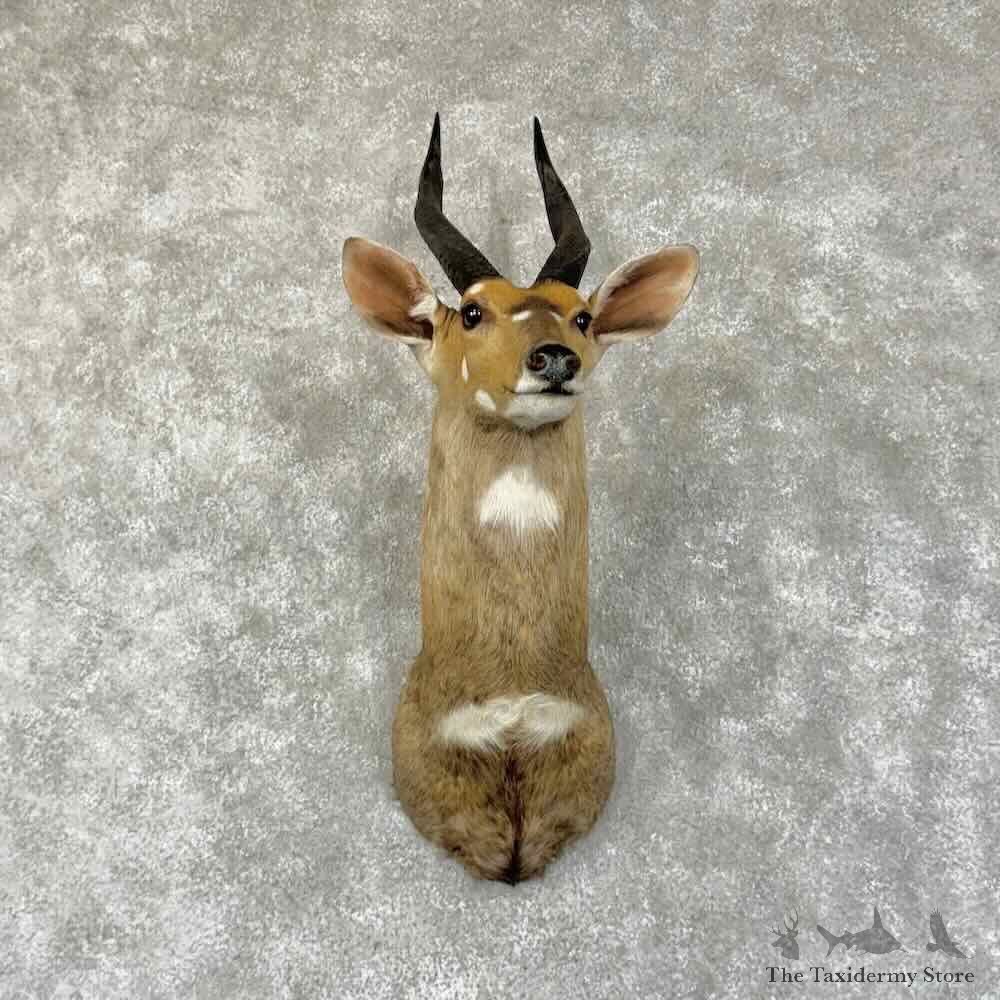 Chobe Bushbuck Shoulder Mount For Sale #31341 @ The Taxidermy Store
