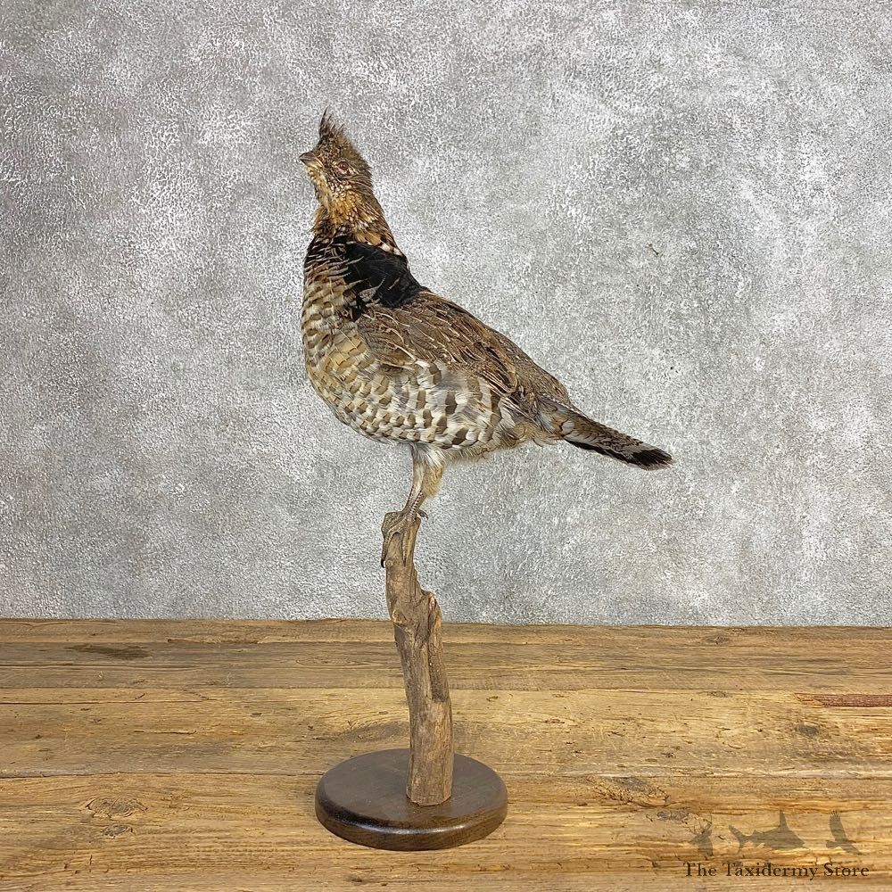 Ruffed Grouse Bird Mount For Sale #21242 @ The Taxidermy Store