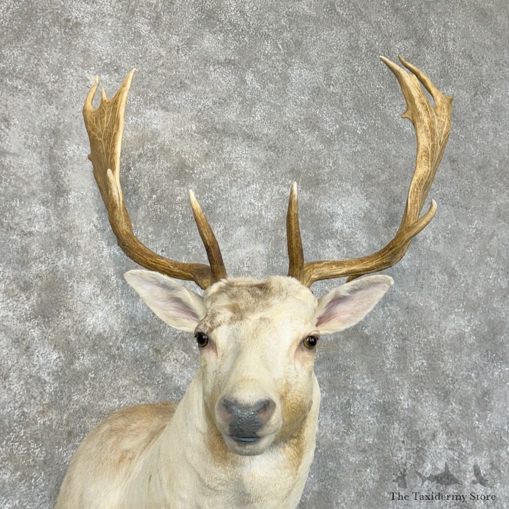 White Fallow Deer Shoulder Mount For Sale #29448 @ The Taxidermy Store