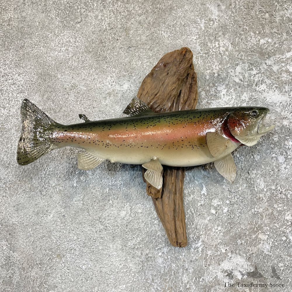 Rainbow Trout Taxidermy Mount For Sale #26613 @ The Taxidermy Store