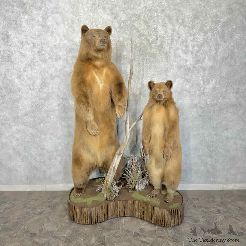 Cinnamon Phase Black Bear Pair Life Size Mount For Sale #31745 @ The Taxidermy Store