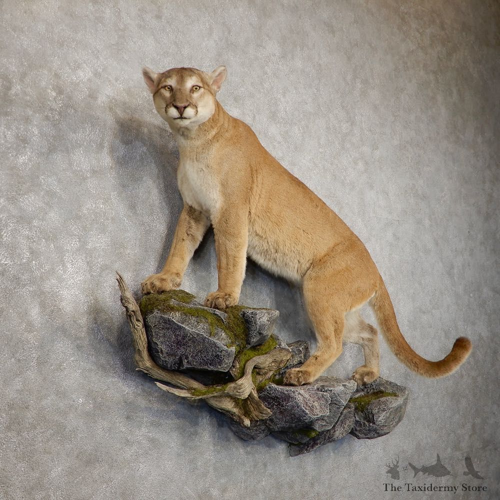 Mountain Lion Life-Size Mount For Sale #20414 @ The Taxidermy Store