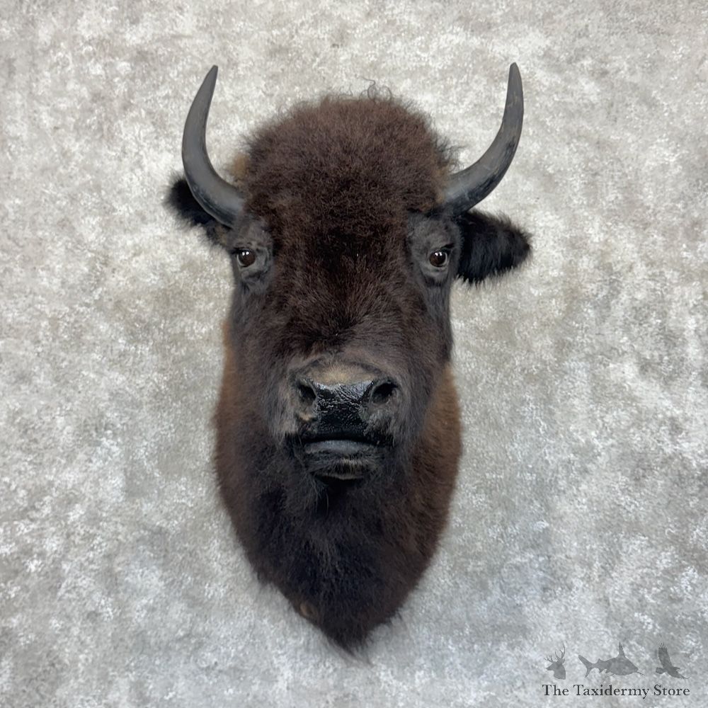 American Buffalo Bison Shoulder Mount For Sale #30045 @ The Taxidermy Store